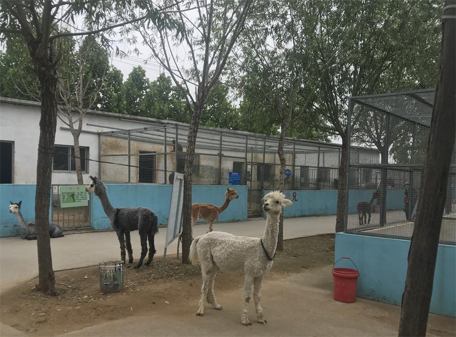 天鵝湖風景區(qū)（泰山）速覽！(圖4)