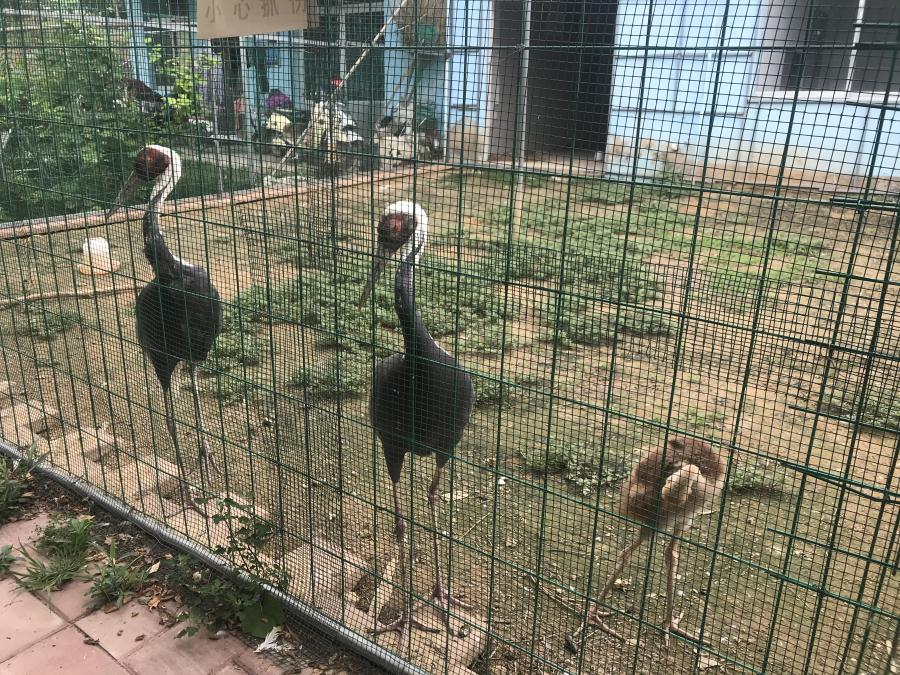 天鵝湖風景區(qū)（泰山）速覽！(圖6)