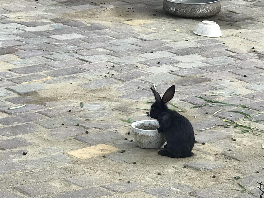 天鵝湖風景區(qū)（泰山）速覽！(圖7)