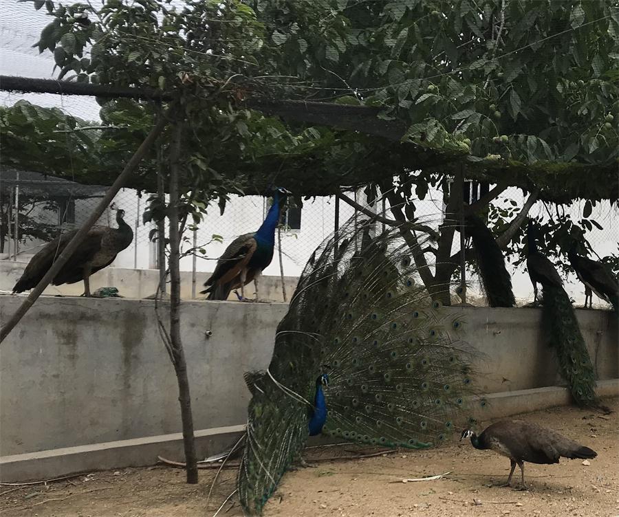 天鵝湖風景區(qū)（泰山）速覽！(圖11)