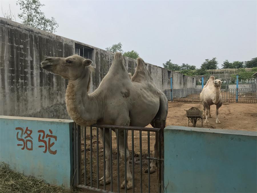 天鵝湖風景區(qū)（泰山）速覽！(圖8)