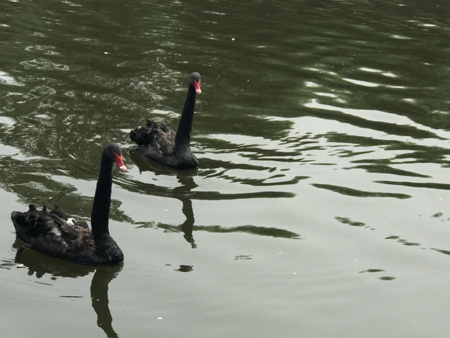 天鵝湖風景區(qū)（泰山）速覽！(圖13)