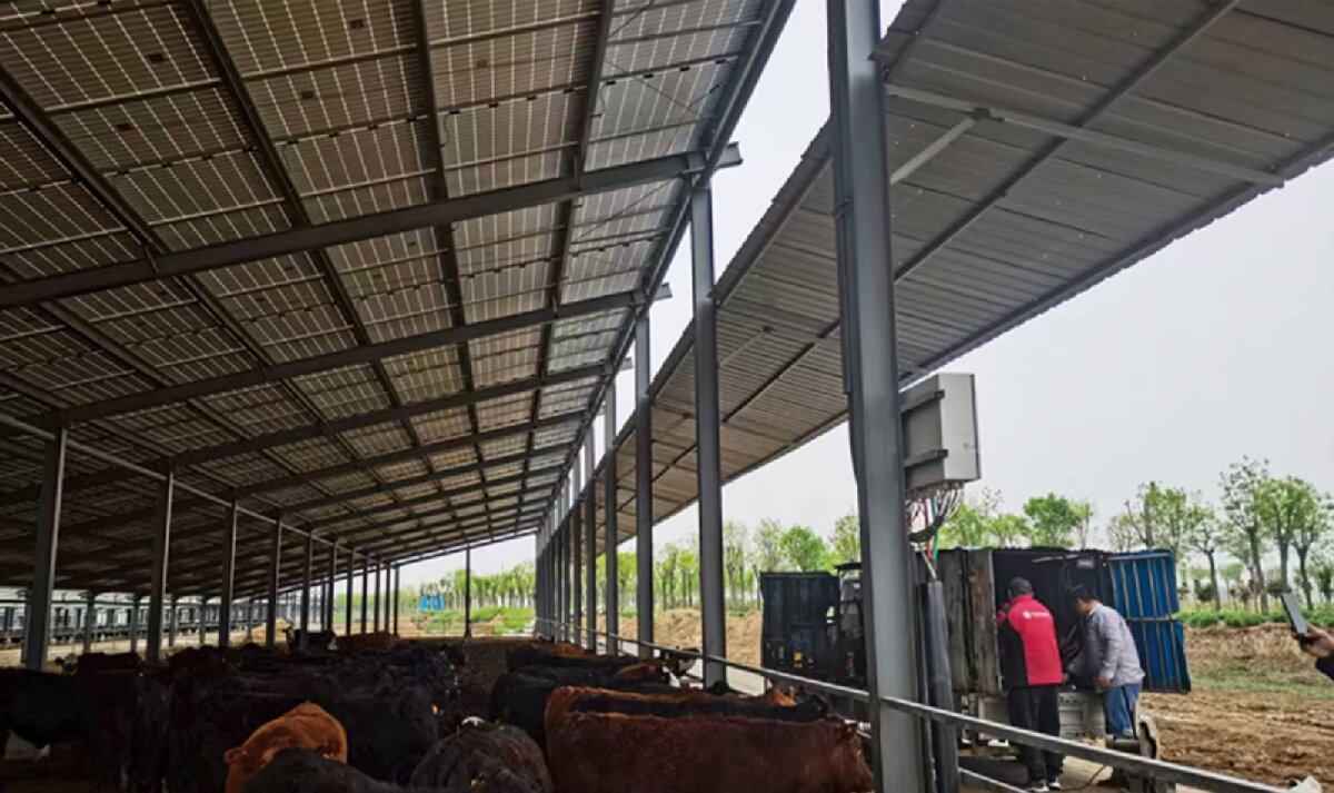 信橋鋼構(gòu)：打卡蒙陰農(nóng)業(yè)溫室大棚、青州黑牛養(yǎng)殖基地！(圖4)