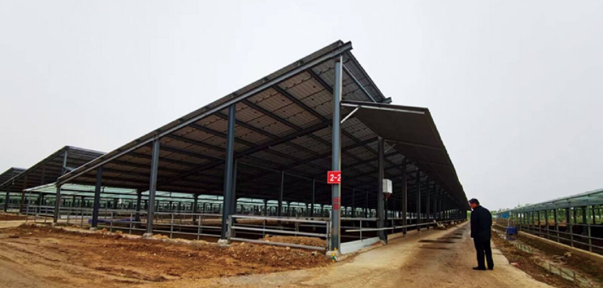 信橋鋼構(gòu)：打卡蒙陰農(nóng)業(yè)溫室大棚、青州黑牛養(yǎng)殖基地！(圖5)